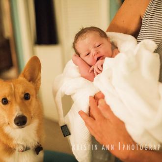 Un perro acompaña a su humana mientras da a luz …