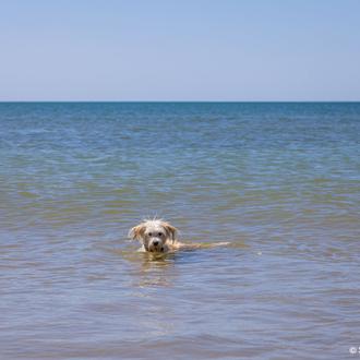 Cuidados básicos para un feliz día de playa con perros …