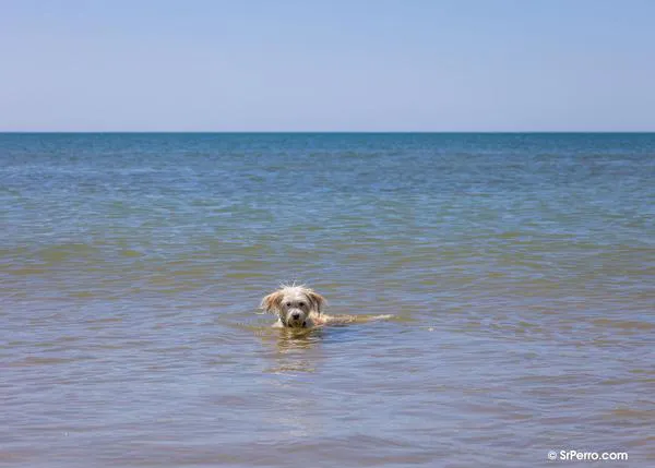 Cuidados básicos para un feliz día de playa con perros: calor, parásitos, hidratación...