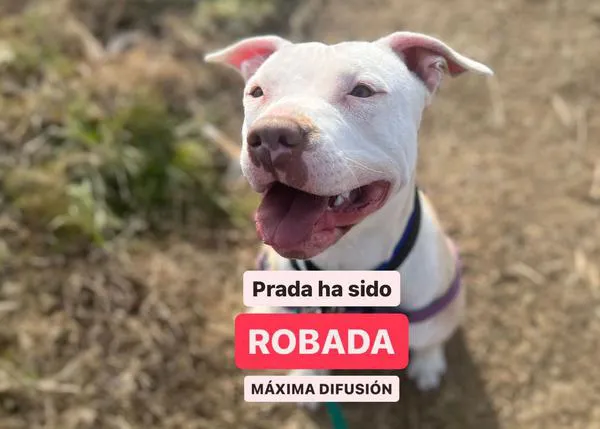 Han robado a una perra en el Centro de Protección Animal de Torrejón de Ardoz, ¡¡se busca a Prada!!