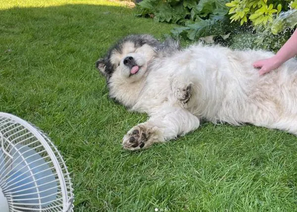 No utilizar métodos obsoletos para rebajar la temperatura de un perro con golpe de calor puede salvar su vida