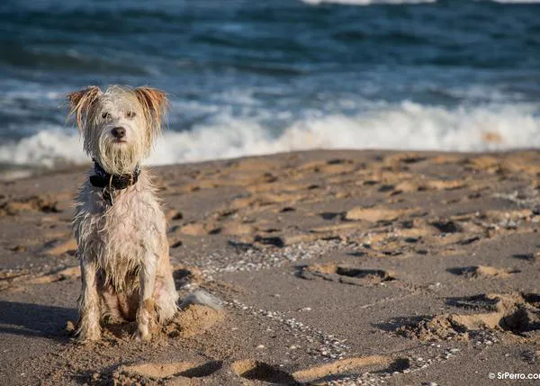 Primeros baños en la playa canina de Valencia, en la de Barcelona y más novedades sobre playas para perros