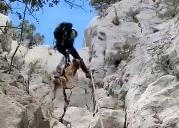 La Guardia Civil logra rescatar a 2 perros que llevaban 3 semanas perdidos en la montaña