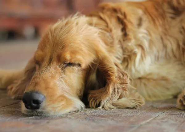 ¿Cómo y cuánto duermen (normalmente) los perros?