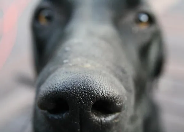 Del test del espejo al test de la orina: una nueva forma de demostrar la consciencia en los perros