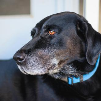 Mitos sobre los perros senior que pueden afectar negativamente a …