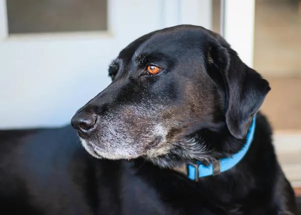Mitos sobre los perros senior que pueden afectar negativamente a su salud