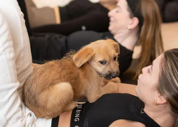 Cachorros y perros en adopción + clases de yoga y pilates: una nueva moda que busca fomentar las adopciones