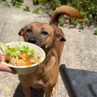 Las comidas extra felices de perros de la calle en …