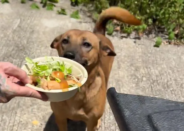 Las comidas extra felices de perros de la calle en Tailandia gracias a Happy Doggo