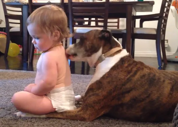 Vídeos caninos que ponen de buen humor: el baño de besos de un perro a un bebe