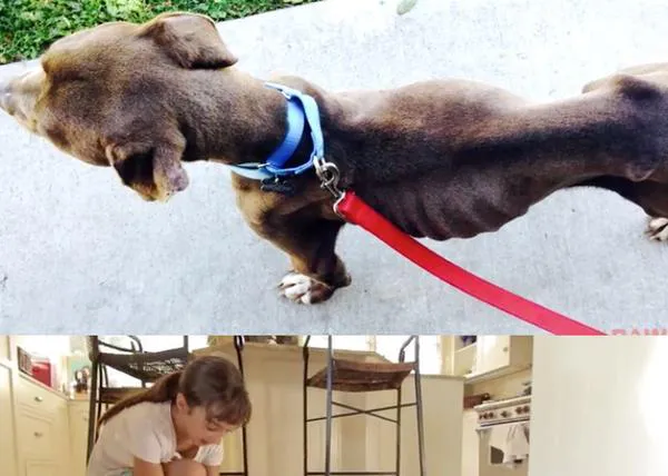 El perro al que querían matar de hambre vuelve a correr: la transformación de Smokey