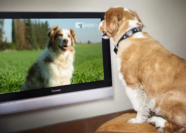 Los programas de TV sobre educación canina deben ser entretenidos, educativos y éticos