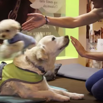 SrPerro charlando sobre perros y dueños educados en 100x100 mascota …