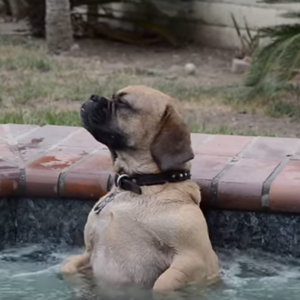 El disfrutón acuático: un perro nos demuestra cómo pasarlo bien …