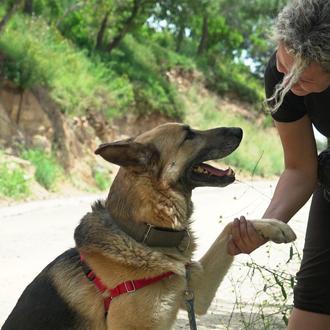 Los abandonos y las adopciones de perros en España se …