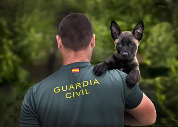 Trabajo, juego, cariño y efectividad: así son, así entrenan y así desempeñan su labor los perros de la Guardia Civil