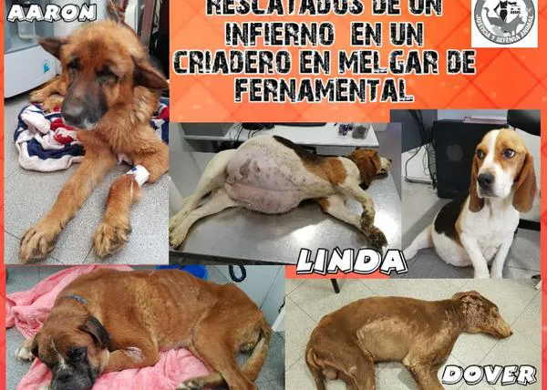 PROANBUR pide colaboración para evitar la instalación de otro macrocriadero de perros en Burgos