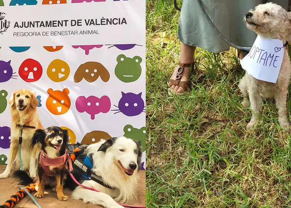 Charlas, talleres prácticos, solidaridad animal: La Feria Animalista de Valencia, ¡planazo para personas con perro!
