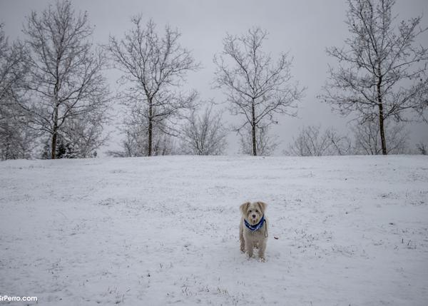 puedo sacar a mi perro a la nieve