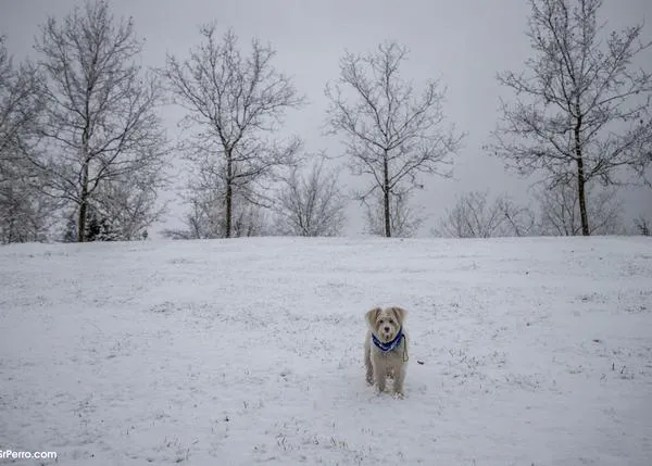 Tormentas, viento, frío: el tiempo también afecta a los perros