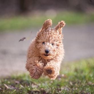 Los cachorros crecen: no culpes a un perro adulto de …