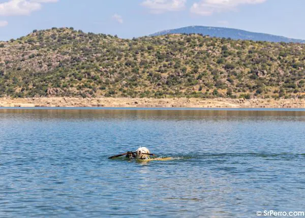 Piscinas naturales, pozas y embalses en España donde bañarte junto a tu perro