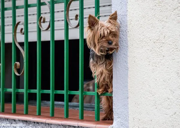 Un 74% de españoles lo tiene claro: el confinamiento junto a un perro o un gato es mucho más llevadero