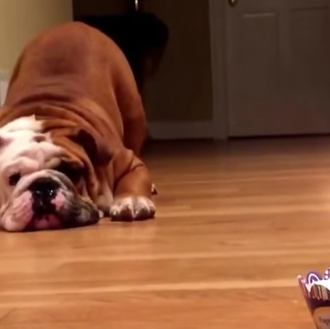 Los perros también quieren celebrar su cumpleaños: comiendo, jugando, en …