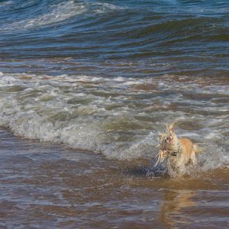 ¡La ciudad de Cádiz por fin tendrá una playa canina …