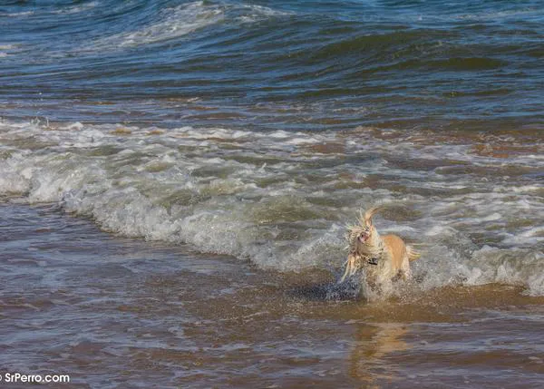 ¡La ciudad de Cádiz por fin tendrá una playa canina! El Ayuntamiento confirma que estará en Torregorda