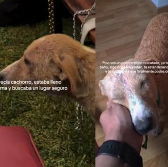 Un perro callejero se cuela en la boda perfecta... ¡¡la …