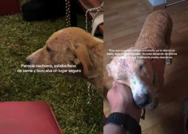 Un perro callejero se cuela en la boda perfecta... ¡¡la de dos veterinarias con muchos invitados veterinarios!!