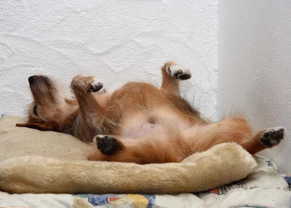 Aromaterapia canina (y gatuna) los olores que calman a los perros