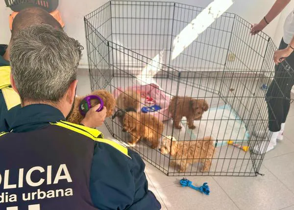 El peligro de la moda de yoga con cachorros: la Guardia Urbana retira a seis perros de un local de Barcelona
