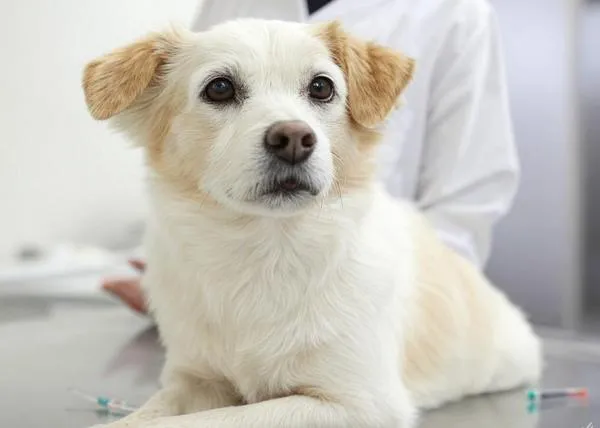 Crece la desconfianza hacia las vacunas entre las familias con animales: un experto en salud pública detalla por qué son cruciales