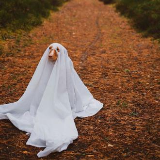 Consejos para un Halloween de miedo ¡pero sin sustos perrunos!