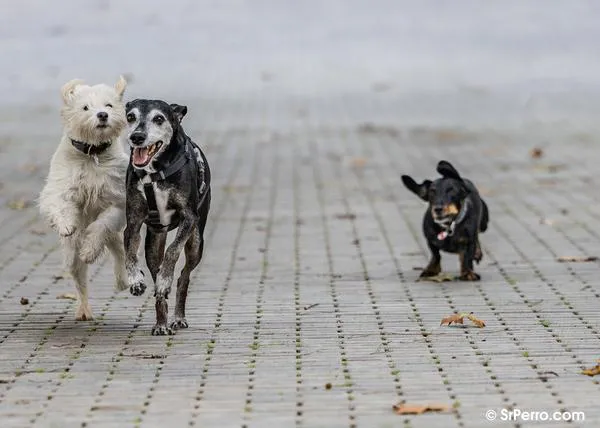 El exceso de cariño no es lo que causa los problemas de comportamiento en los perros (y otros mitos que hay que desmontar)