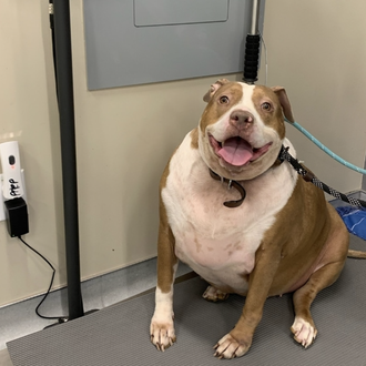 Una perra con hipotiroidismo, abandonada seguramente por su obesidad, logra …