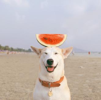 Gluta, la perra más feliz del mundo: fotos que mejoran …