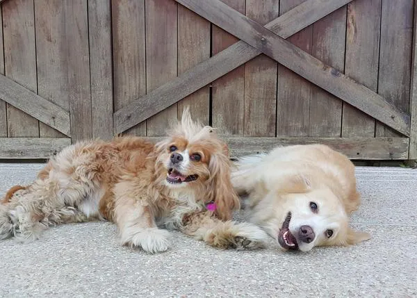 La historia de una adopción especial y de una pareja de perros senior ahora inseparables
