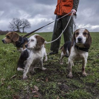 Preocupación por los perros de caza, guarda o pastoreo ¿quedarán …