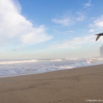 ¿Puedes ir con perro a la playa en Barcelona? Fuera …