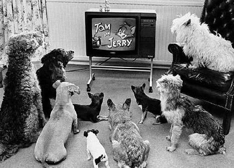 A los perros ¿les gusta ver la TV? ¿Realmente son capaces de prestar atención a la pantalla de la tele?