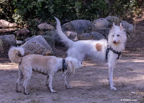 Novedades en la Ley de Bienestar Animal: detalles sobre el curso para personas con perro, adopciones, criadores, tests para PPPs...