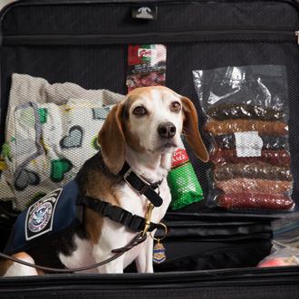 Varias líneas aéreas prohíben viajar con perros en vuelos a …