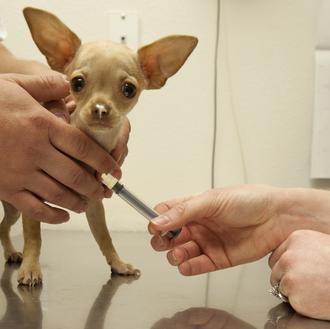 Vacunar a un perro no causa autismo