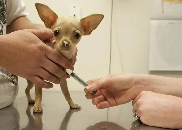 Vacunar a un perro no causa autismo
