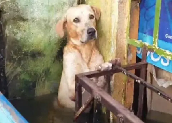 El perro cuyo rescate tras las inundaciones de Tabasco se hizo viral, adoptado por la Marina de México