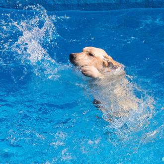 Perros al agua por una buena causa: chapuzones solidarios en …